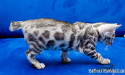 Bengalkatze Silber Chemnitz